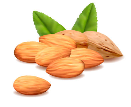 Almond.Vectorのイラスト素材