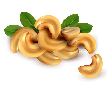 Cashew nuts  Vector illustration のイラスト素材