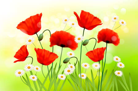 Spring background with red poppy and daisy  Vectorのイラスト素材