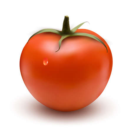 fresh tomato with drop  Vector のイラスト素材