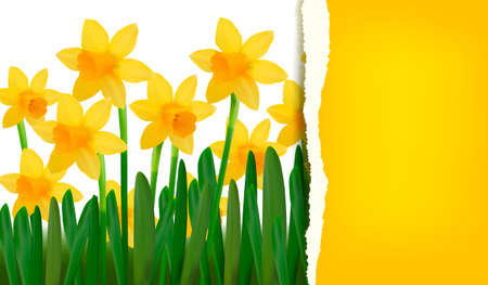 Narcissus and daffodil spring flower background with ripped paper  Vector illustration のイラスト素材