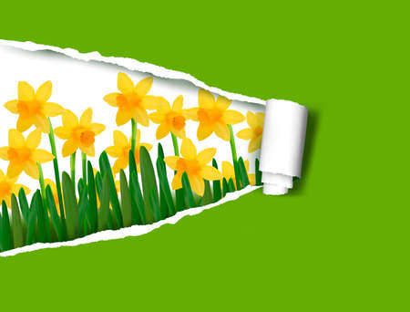 Narcissus and daffodil spring flower background with ripped paper  Vector illustration のイラスト素材