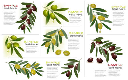 Set of backgrounds with green and black olives. Vector illustration.のイラスト素材