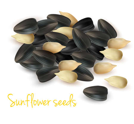 Sunflower seeds. Vector illustration. のイラスト素材