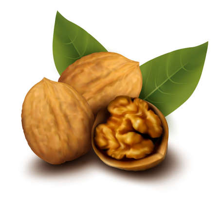 Walnuts and a cracked walnut  Vector illustration のイラスト素材