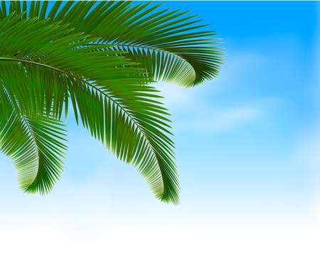 Palm leaves on blue background. Summer holidays concept background. のイラスト素材