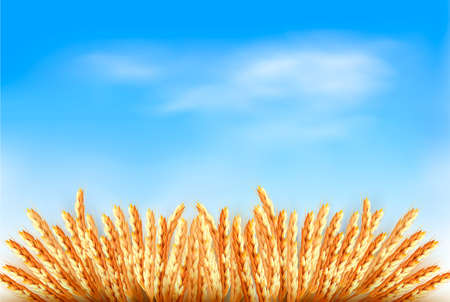 Ears of wheat in front of blue sky. のイラスト素材