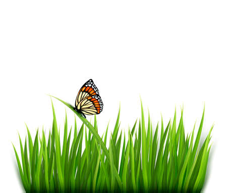 Nature background with green grass and a butterfly. のイラスト素材