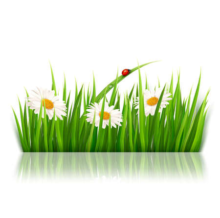 Nature background with green grass and flowers のイラスト素材
