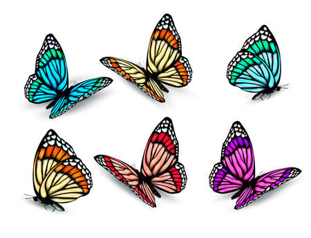 Set of realistic colorful butterflies. Vectorのイラスト素材