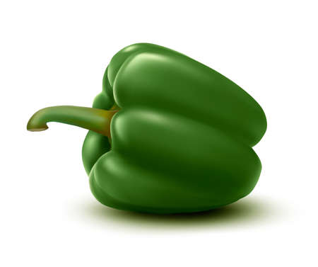 Fresh green pepper. Vectorのイラスト素材