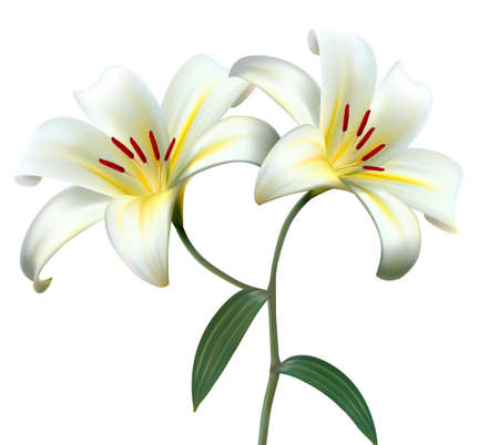 Holiday background with two white lilies. Vector.のイラスト素材