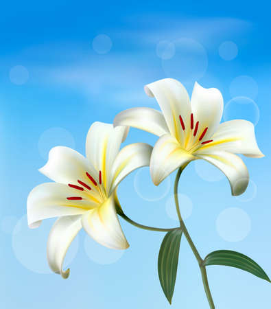 Holiday background with two white lilies. Vector. のイラスト素材