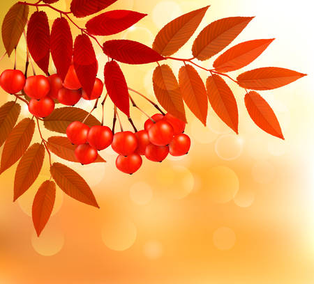 Autumn background with colorful leaves and rowan. Vector illustrationのイラスト素材
