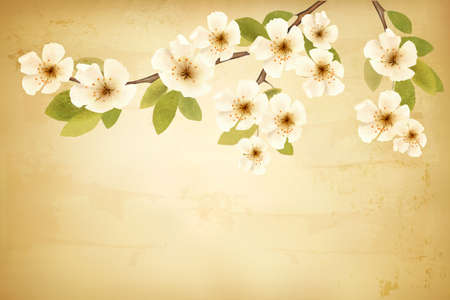 Vintage background with blossoming tree brunch and white flowers. Vector. のイラスト素材