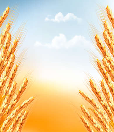 Ears of wheat background. Vector. のイラスト素材