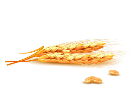 Ears of wheat. Vector illustration. のイラスト素材