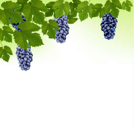 Background with grapes. Vector. のイラスト素材