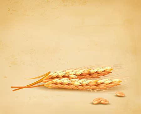 Ears of wheat. Vector illustration.のイラスト素材