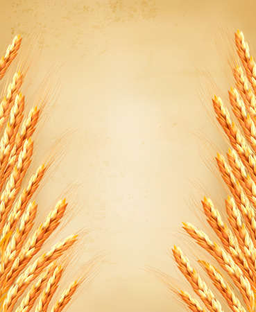 Ears of wheat on old paoer. Vector illustrationのイラスト素材