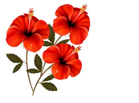 Three red flowers backgroundのイラスト素材
