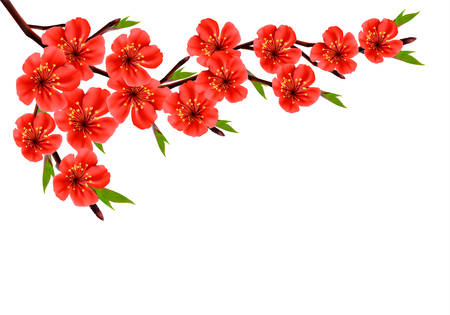 Spring background with blossom branch of red flowers. Vectorのイラスト素材