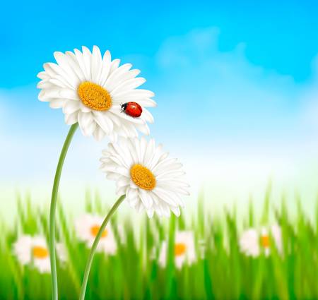 Nature spring daisy flower with ladybug. Vector illustration.のイラスト素材