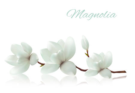 Flower background with blossom branch of white magnolia. Vectorのイラスト素材