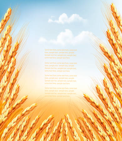 Ears of wheat background. のイラスト素材