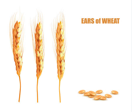Ears of wheat. Vector illustration.のイラスト素材