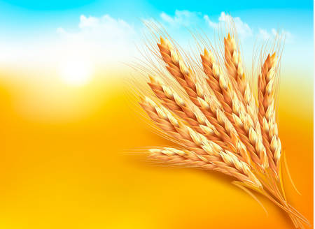 Ears of wheat. Vector illustrationのイラスト素材