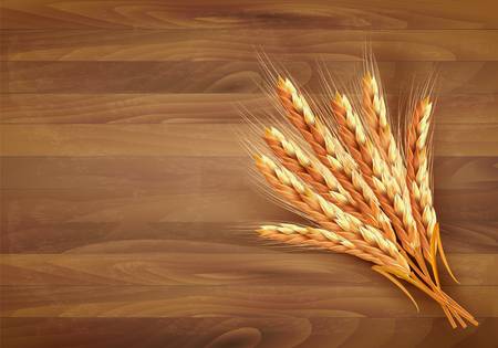 Ears of wheat. Vector illustrationのイラスト素材