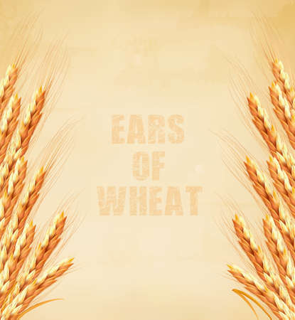 Ears of wheat on old paper background. Vector illustration.のイラスト素材