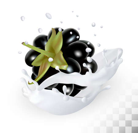 Blackberry in a milk splash on a transparent background. Vector icon.のイラスト素材