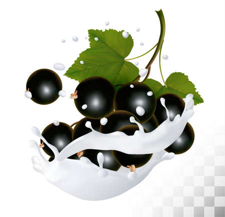 Blackcurrants in a milk splash on a transparent background. Vector icon.のイラスト素材