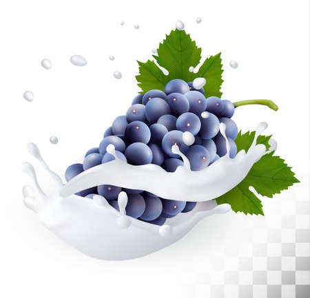 Blue grapes in a milk splash on a transparent background. Vector.のイラスト素材
