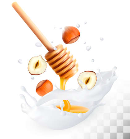 Hazelnut and honey in a milk splash on a transparent background. Vector.のイラスト素材