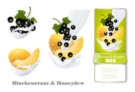 Blackcurrant and honeydew melon in milk splashes. Vector.のイラスト素材