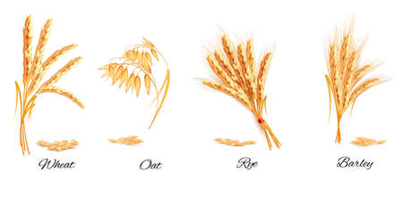 Ears of wheat, oat, rye and barley. Vector illustration.のイラスト素材
