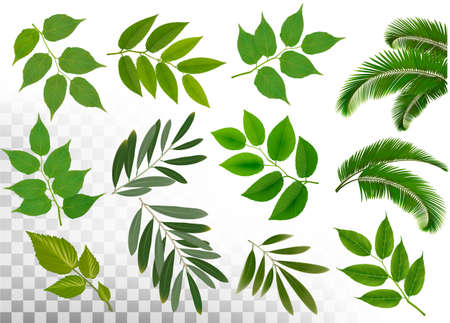 Big collection of branches with leaves on background.のイラスト素材