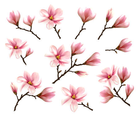 Big Collection with Branches of Pink Magnolia. Vector illustrationのイラスト素材