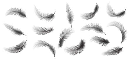 Big Set of Black Realistic Different Fluffy Twirled Falling Feathers Isolated on White Background. Design Template. Vector illustrtionのイラスト素材