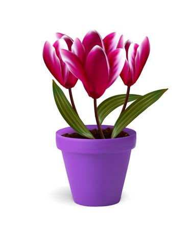 Sspring  flowers in pot. Vectorのイラスト素材