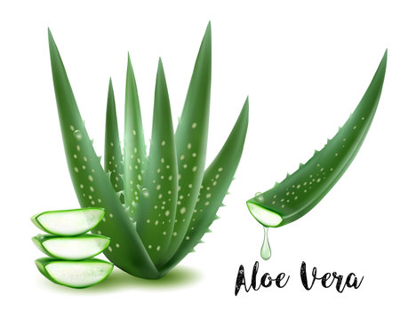 Fresh Aloe Vera Sliced Aloe Vera and Aloe vera dripping over Isolated On White Background, Vector Illustration.のイラスト素材