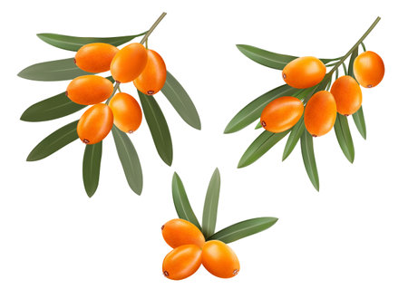 Sea buckthorn branches with orange berries and green leaves. vector illustrationのイラスト素材