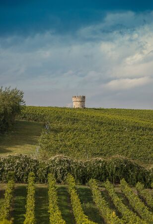 harvest delicious grapes on a fieldの写真素材