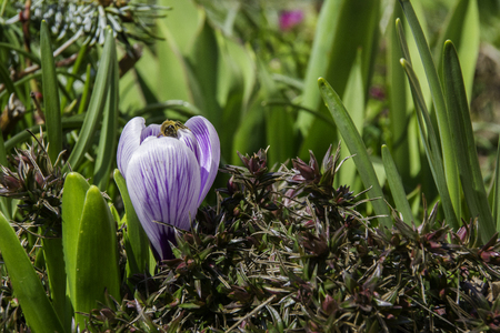 A spring messenger is the crocusの写真素材