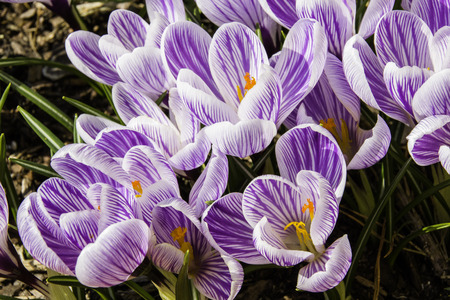 A spring messenger is the crocusの写真素材