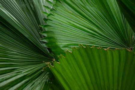 Tropical palm leaves, Palm leafsの写真素材