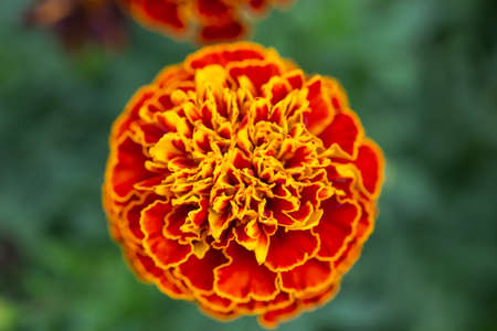 Tagetes patula, flowering plant in the daisy family, shades of yellow and orangeの写真素材